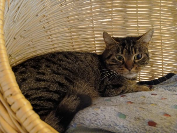 Getigerte Katze im Korb