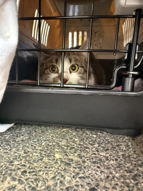 Gefangene Steunerkatze