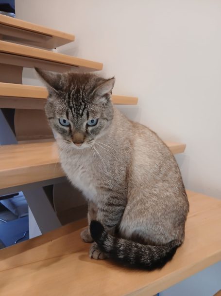 Siam-Mix-Kater sitzt vor einer Treppe