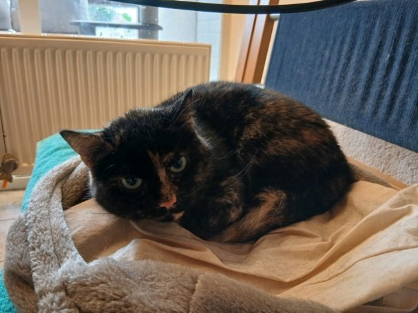 Liegende Schildpatt-Katze