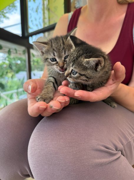 Kätzchen auf dem Schoß