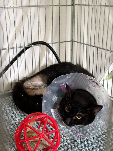 Verletzte Katze mit Halskrause