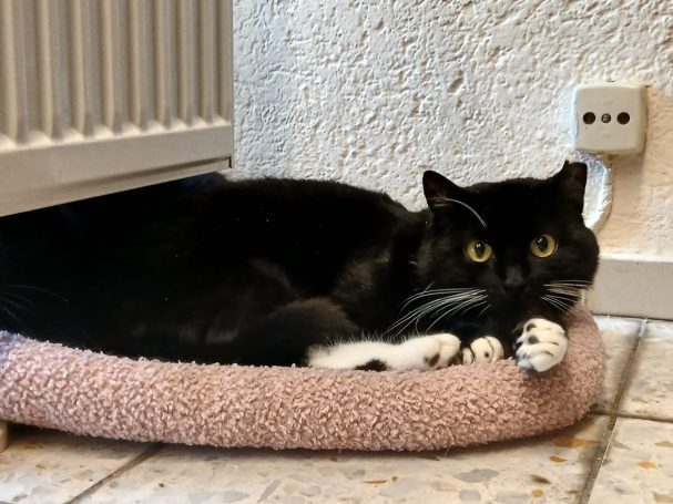 Schwarze Katze mit weißen Pfötchen auf einem Kissen an der Heizung