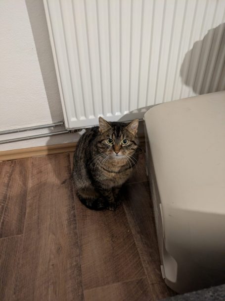 Eine getigerte Katze sitzt auf dem Boden und wird aus verschiedenen Blickwinkeln gezeigt. Immer von vorne mit großen Augen.