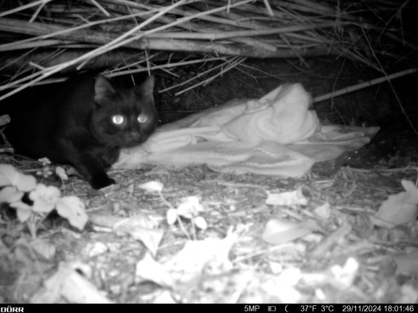 Verwilderte Hauskatze